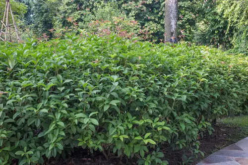 Evergreen Shrubs with Minimal Upkeep

