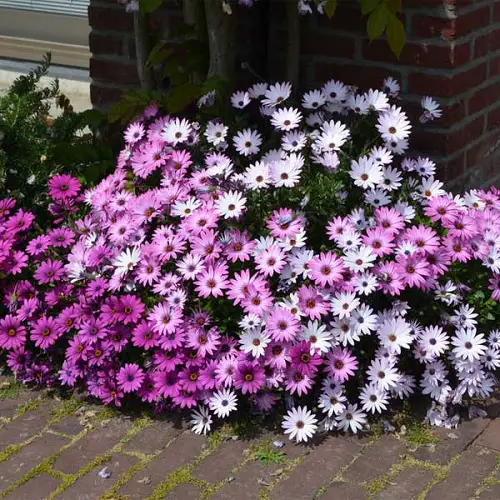 amazing Purple Evergreen Flowers