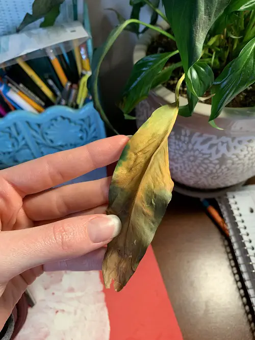 Indoor Plant Leaves Turning Black