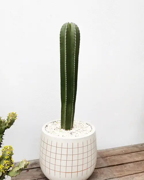 Top Columnar Cactus Varieties Types indoor
