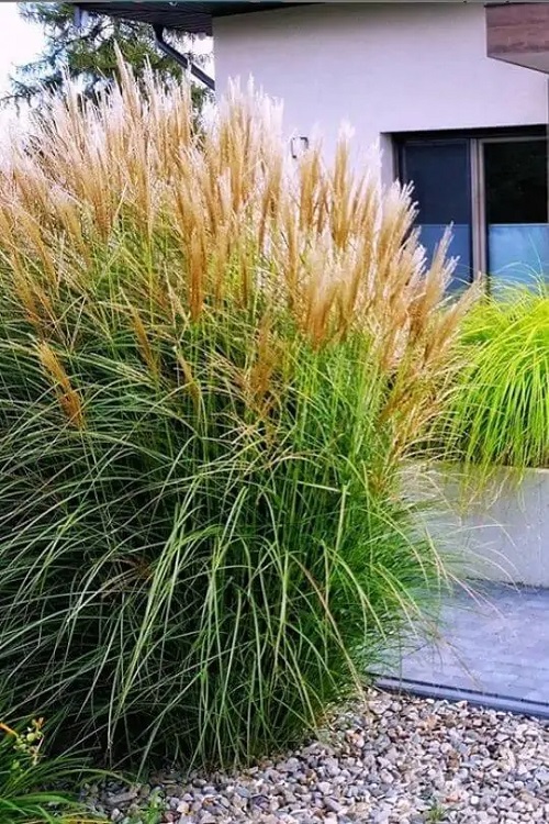 Pampas Grass on the Lawn