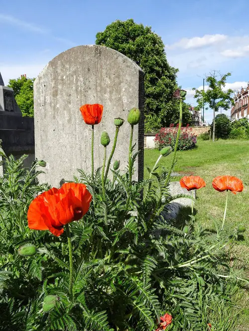 amazing Flowers that Represent Death 5