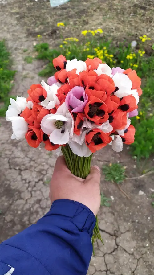 best Flowers That Signify Pardoning