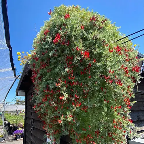 Amazing wonderful Jamaican plants