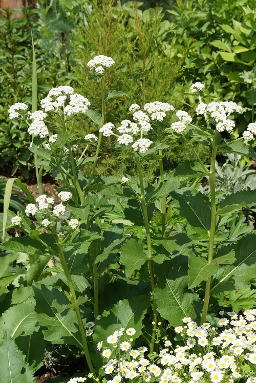 Chicago Native Plants 