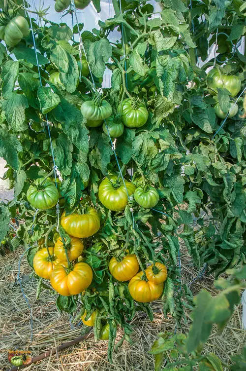 wolrd best Tomatoes for Sandwiches