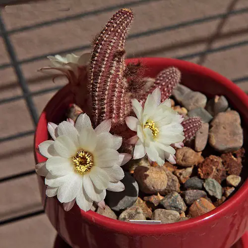 Succulents Featuring White Flowers