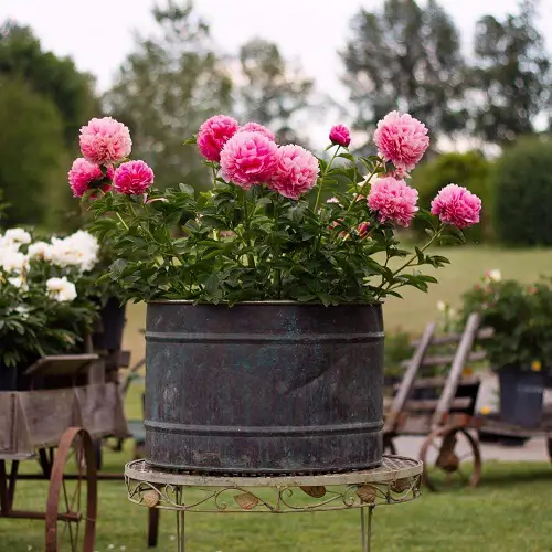Amazing Blooms Symbolising Fresh Starts
