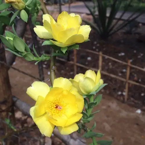 Pereskiopsis Cactus Varieties 4