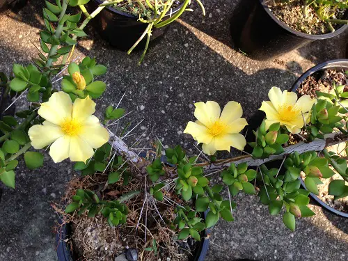 beautiful Pereskiopsis Cactus Varieties