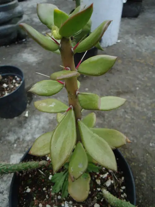 Beautifiul Pereskiopsis Cactus Varieties