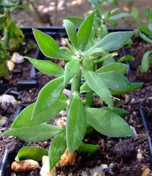 Pereskiopsis Cactus Varieties