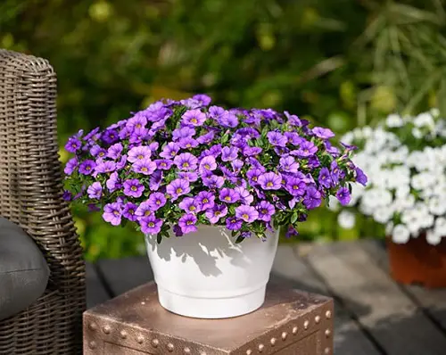 Amazing List of Lavender-Purple Color Flowers for your garden