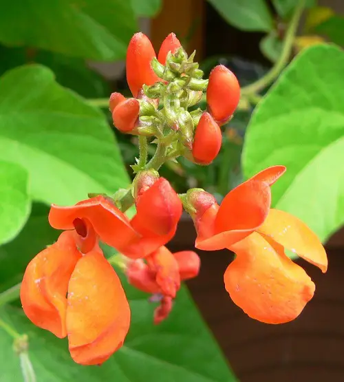 Flowers With an Orchid-Like Aura