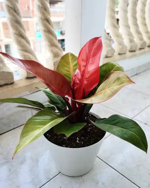 Philodendron Prince of Orange