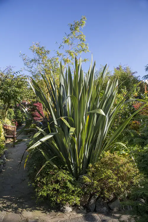 best Gorgeous Plants with Leaves Shaped Like Swords