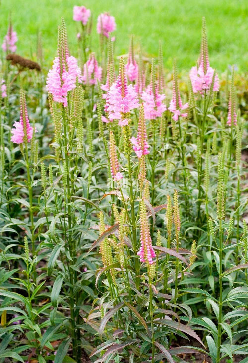 Bee Balm Companion Plants