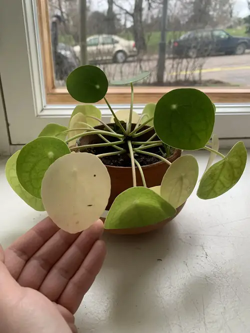 Save Overwatered Pilea pot