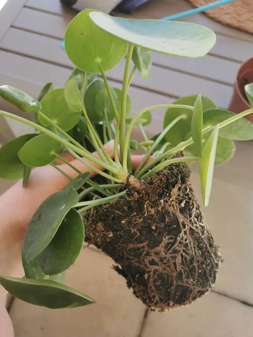 Identify and Save Overwatered Pilea 2