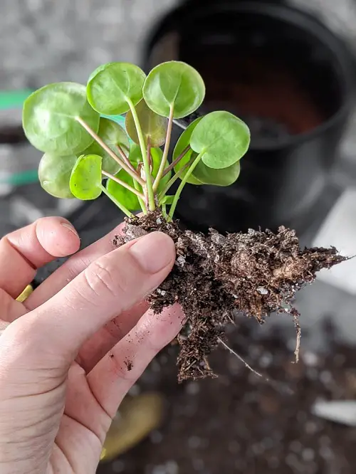 Identify and Save fungal growth in Pilea