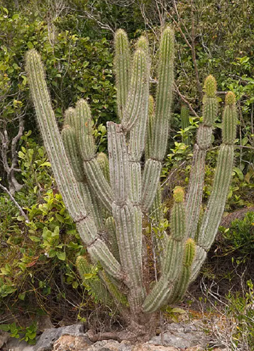 amazing The Best Varieties of Columnar Cacti