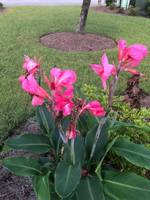 beautiful Tall Canna Lily Varieties