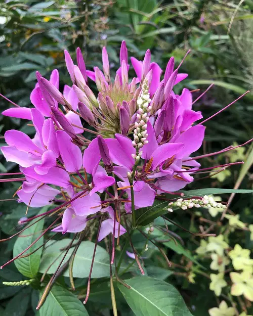 What About Spider Flower