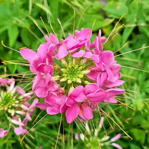 Requirements for Growing Pink Spider Plant (Flower)