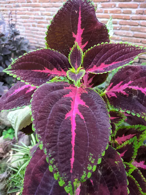 best Purple Coleus Varieties 