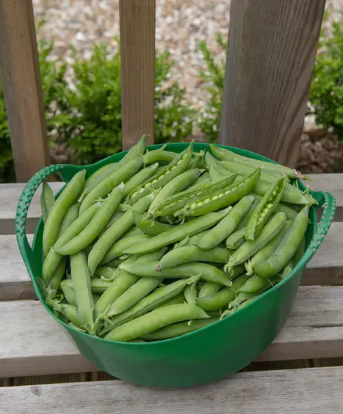 best Fruits that are Vegetables