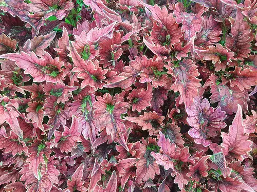 The Best Varieties of Purple Coleus