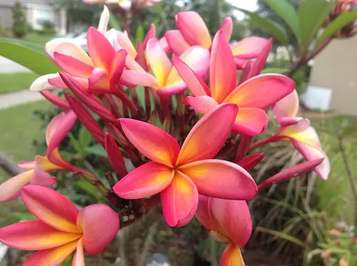 beautiful Various Plumeria Varieties Types