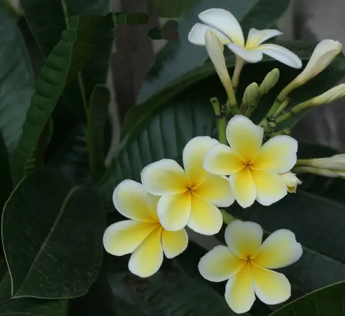 Types of Plumeria Varieties 