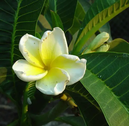 beauiful Different Plumeria Varieties Types