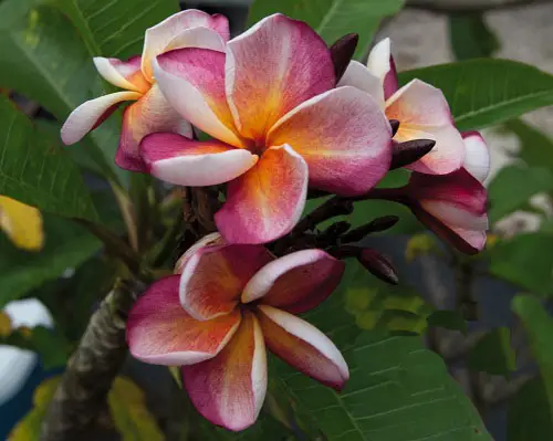 lovely Different Plumeria Various kinds Types