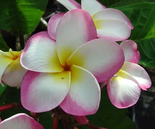 best Different Plumeria Various kinds Types
