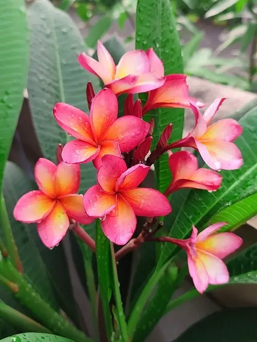 amazing Different Plumeria Varieties Types