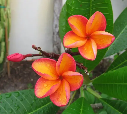 Different Plumeria Various kinds Types