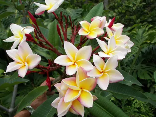 Different Plumeria Varieties Types in yard