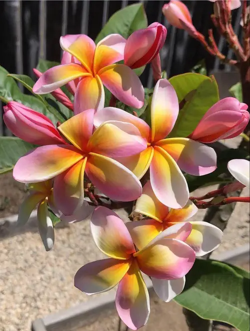 best Different Types of Plumeria Varieties 