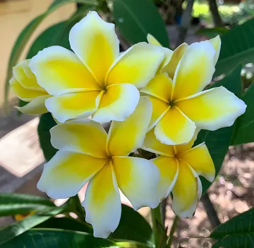 top Types and Varieties of Plumeria