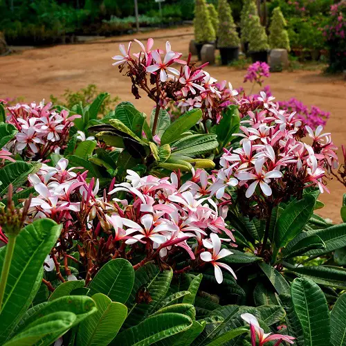 best Types and Varieties of Plumeria
