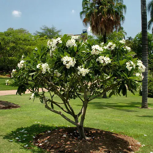 Different Types of Plumeria Varieties in garden