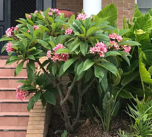 Varieties Various Plumeria Types

