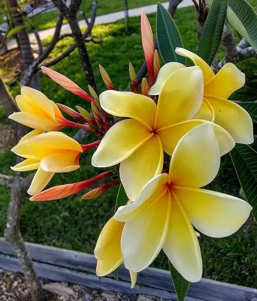 Mexican Flowers grow in garden
