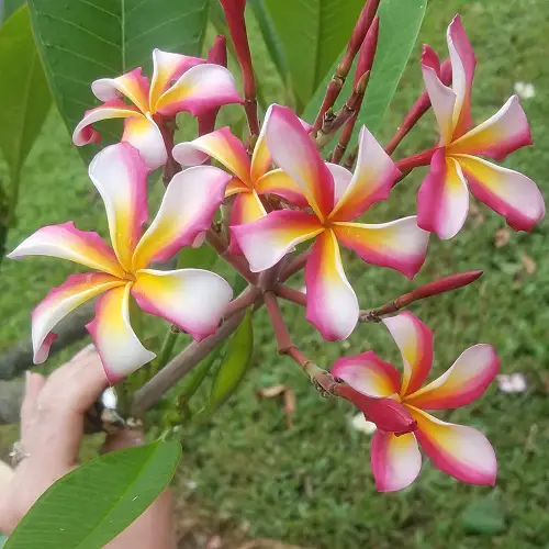 Types of Plumeria Varieties 