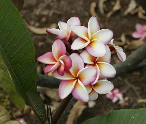 TOP Different Plumeria Varieties Types