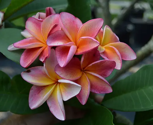 best Types of Plumeria Varieties 