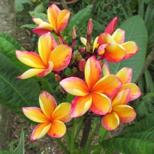 Different Plumeria Varieties Types