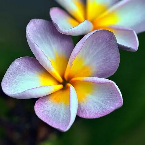 Various Plumeria Varieties Types
